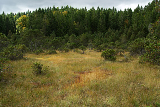 moor horbach horbachermoor
