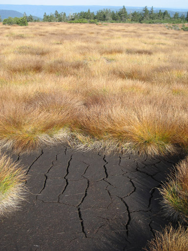 hornisgrinde trocken trockenheit im moor